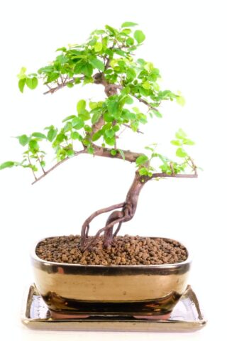 Very beautiful sweet plum bonsai tree