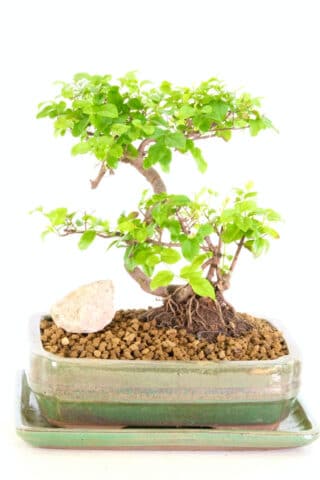 Real bonsai tree from Bonsai Direct