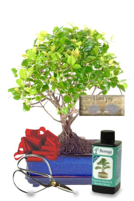 Orchard-style fruiting Valentines bonsai gift