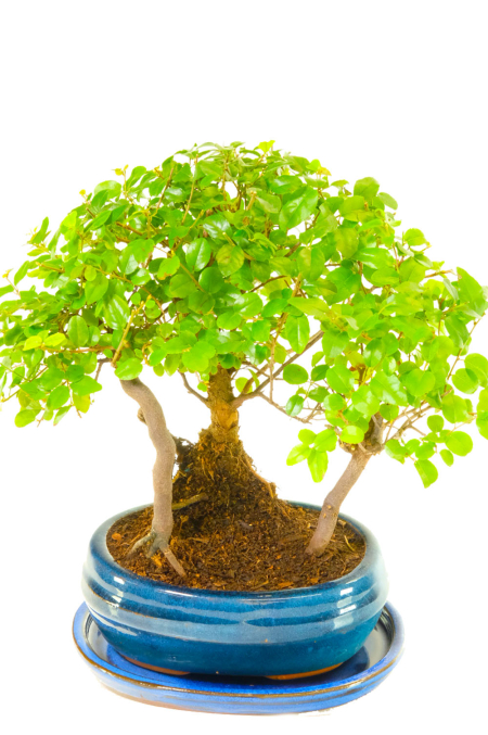 Sweet Plum Bonsai Forest for sale for indoors for beginners