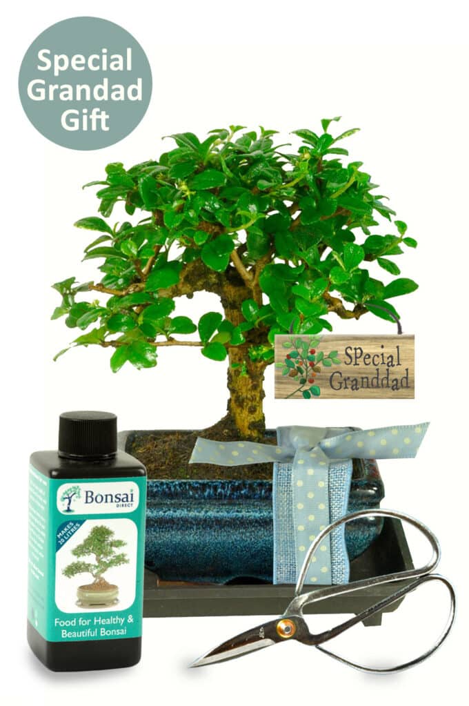 The perfect gift for Grandad: A flourishing bonsai kit, a symbol of love and courage, elegantly packaged for him