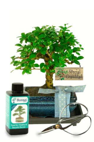 Celebrate Grandad's devotion with a stunning bonsai gift - a 6-year-old Fukien Tea Tree in full bloom, a true delight