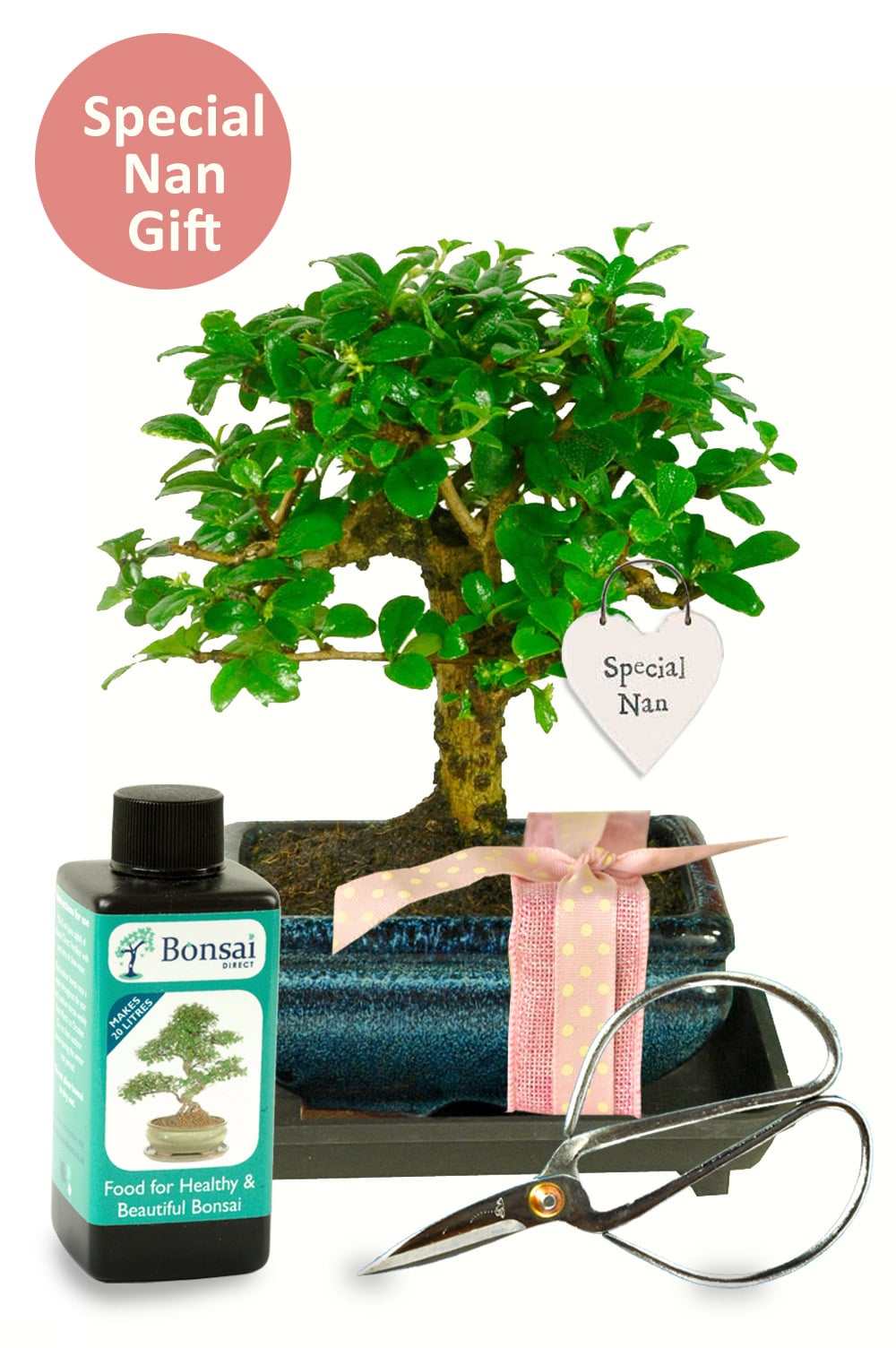 Nurturing Bonds: The 'Gift for Nan' Bonsai—a living testament of care and artistry, symbolizing a connection that blossoms beautifully