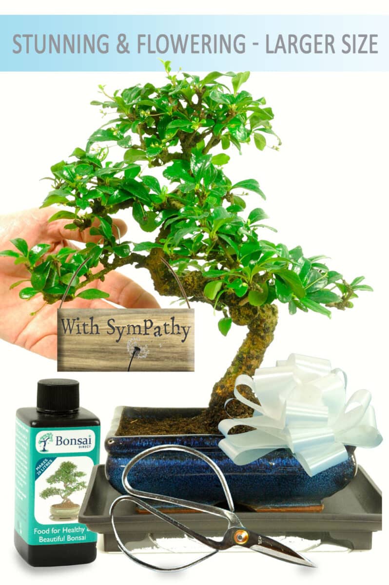 Flowering Fukien Tea Tree Kit - With Sympathy Plant Gift