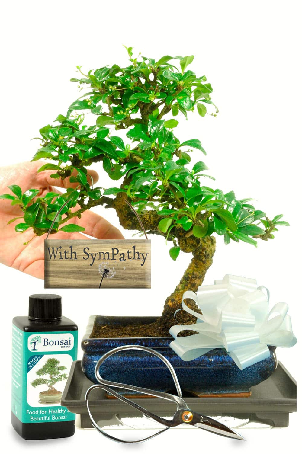 Send sympathies with our Flowering bonsai gift