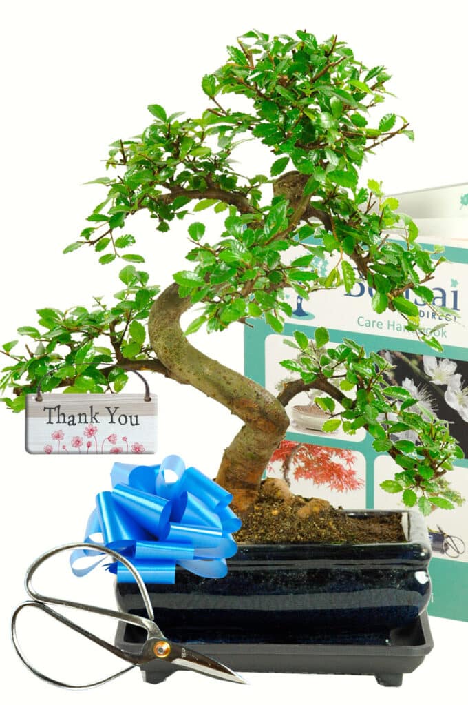 Thank You Chinese Elm bonsai gift