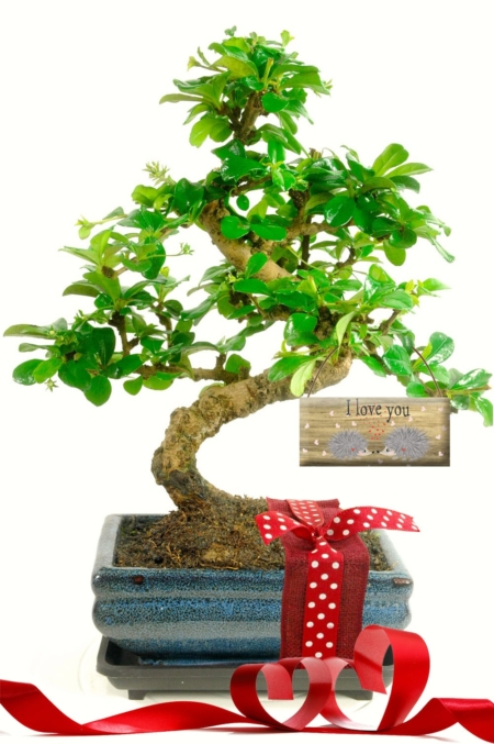 Flowering Valentines Day Gift