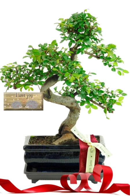 Best Beginners Bonsai Gift Set