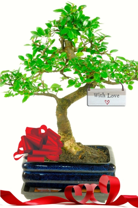 Cherishing Connections: The With Love Gift Bonsai—a living symbol of affection, gracefully merging nature's beauty with heartfelt emotions