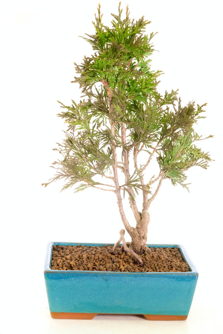 Multi trunk parkland style hardy evergreen bonsai