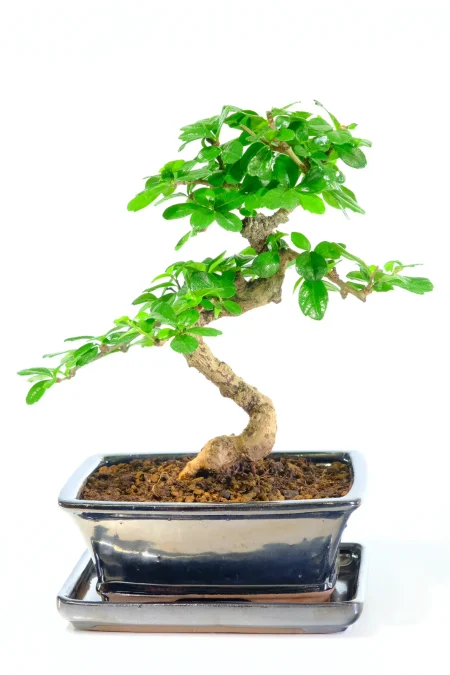 Stunning indoor Tea Tree for sale