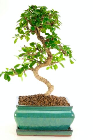 Stunning Oriental Tea Tree bonsai for sale
