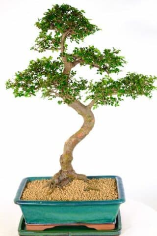 28 year old very large bonsai tree