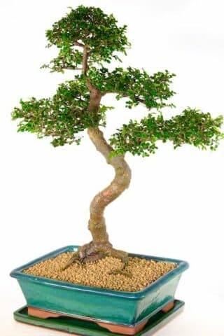 Magnificent specimen very large bonsai tree for sale