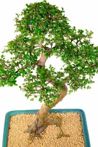 The most supreme styling throughout this magnificent indoor bonsai tree
