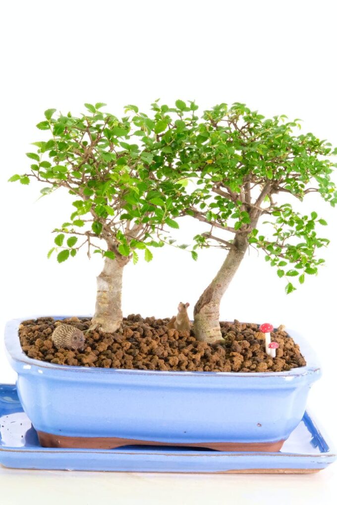 Chinese Elm woodland scene bonsai