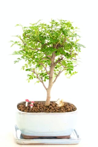 Zesty and fresh indoor Bonsai with miniature leaves