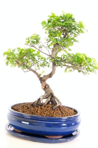 Beautiful classic blue pot with central bonsai placement