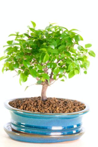 Beautiful little sweet plum bonsai for sale