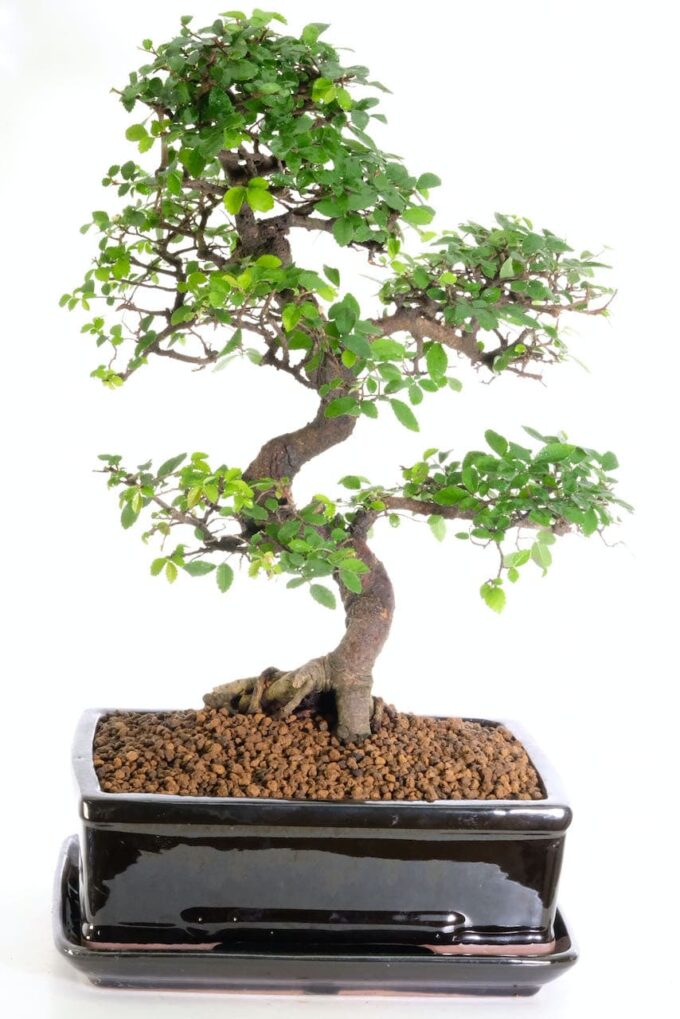Choice mature iUlmus parvifoilia for sale for beginners