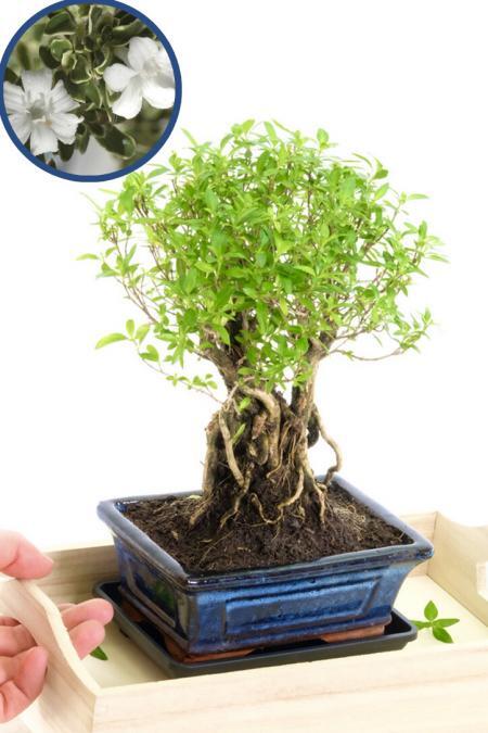 Flowering Tree of a Thousand Stars bonsai tree for sale UK