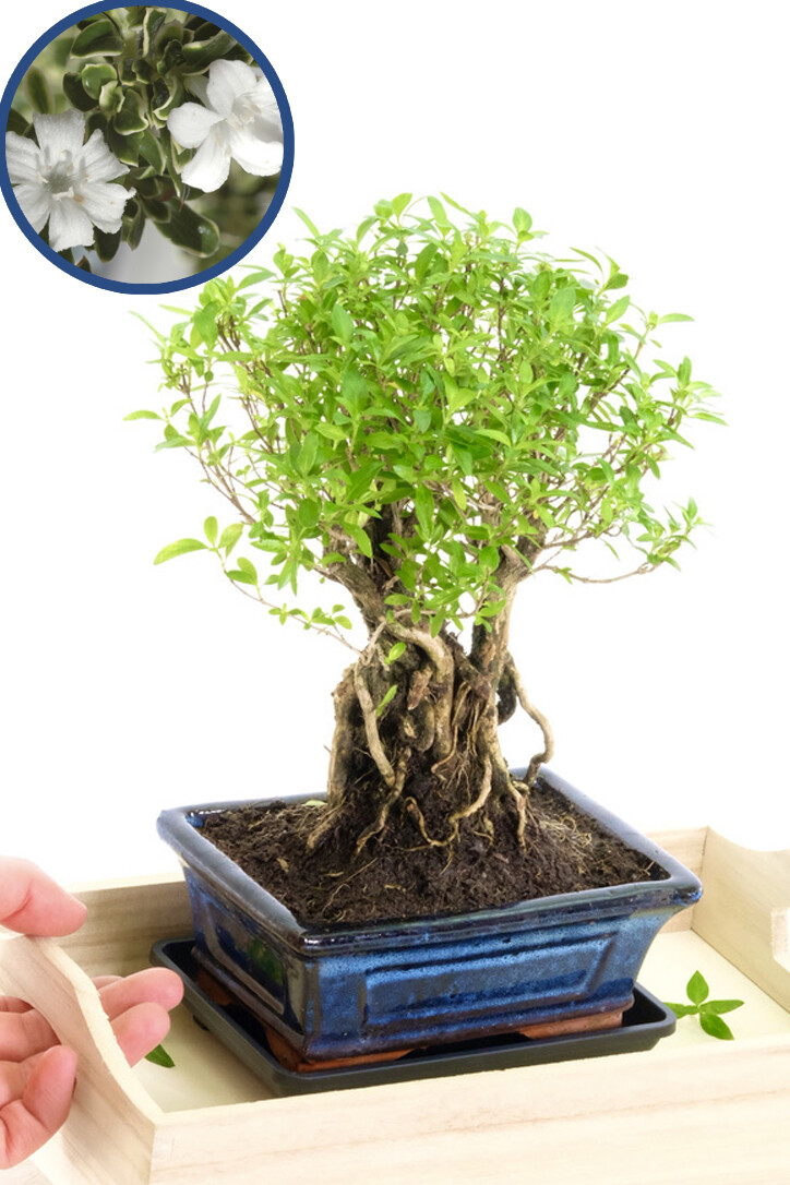 Flowering Tree of a Thousand Stars bonsai tree for sale UK