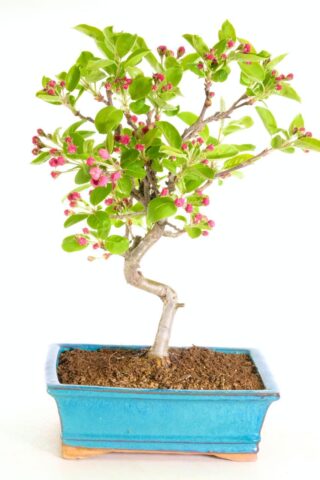 Sensational flowering and fruiting spring blossom bonsai for sale