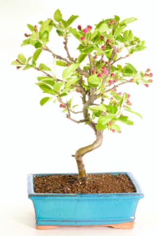 Very well balanced malus blossom bonsai