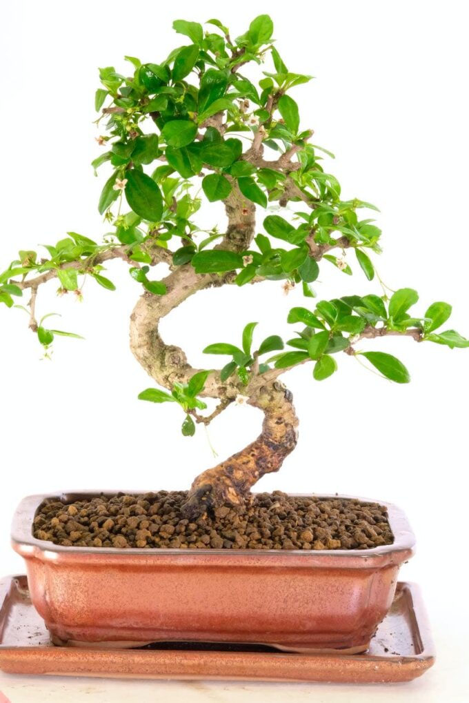 Wonderful oriental tea tree bonsai for sale in bronze pot