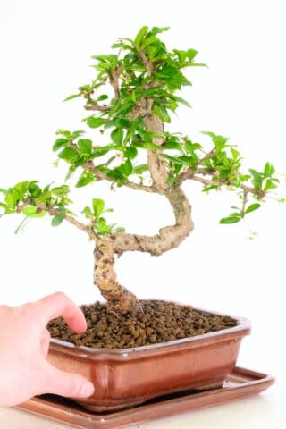Carmona microphylla bonsia from premium indoor range