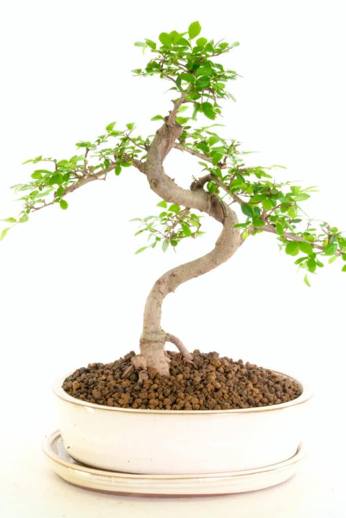 Lovely twisty Chinese Elm bonsai