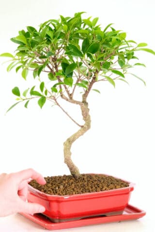 Brilliant bonsai for beginners