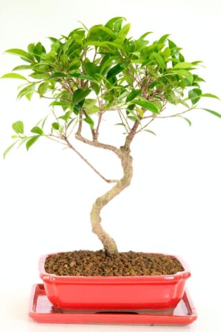 Fabulous twisty Ficus Bonsai for sale UK