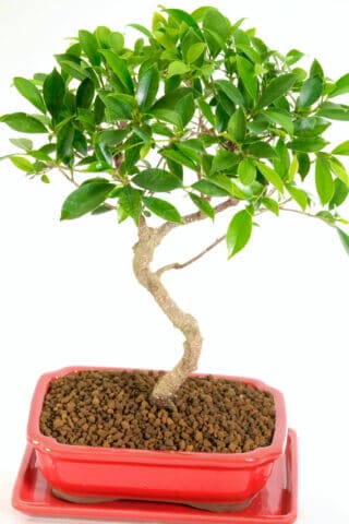 Indoor Ficus repotted into a red pot