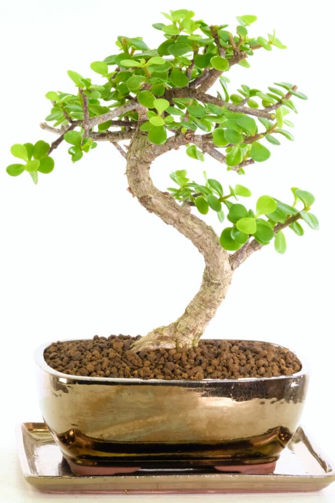 Lovely real indoor bonsai tree for sale