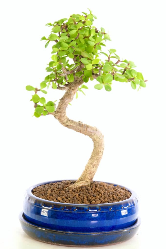 Interesting Portulacarias indoor bonsai for sale UK