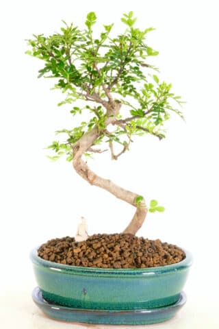 Zanthoxylum piperutum indoor unique bonsai for sale