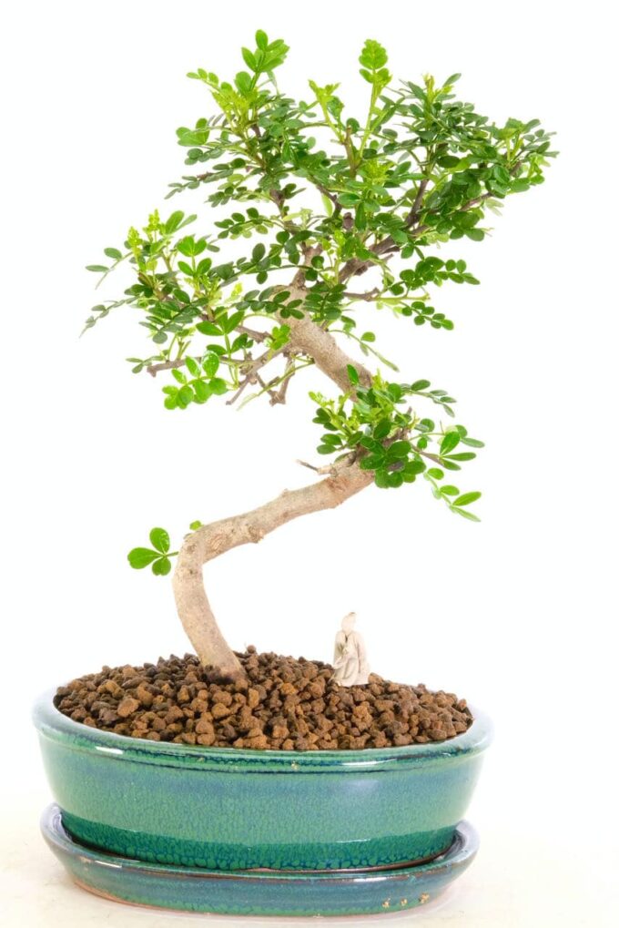 Exquite pepper aromatic bonsai with elegant trunk