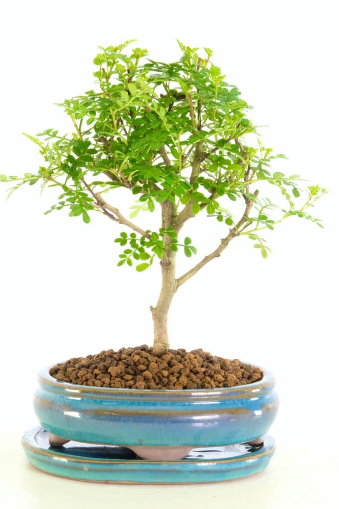 Stunning miniature Pepper tree bonsai