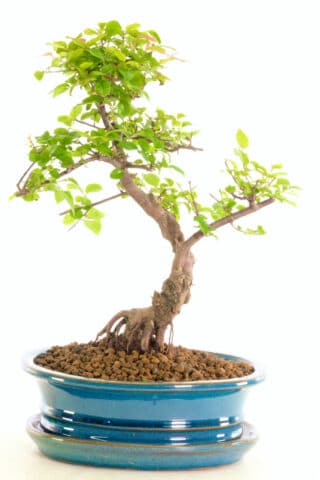 Stunning Chinese Sweet Plum indoor bonsai tree