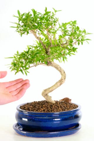 Lovely characteristic bonsai tree