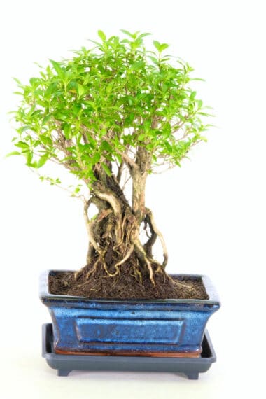 Lovely Snowrose bonsai tree for sale UK