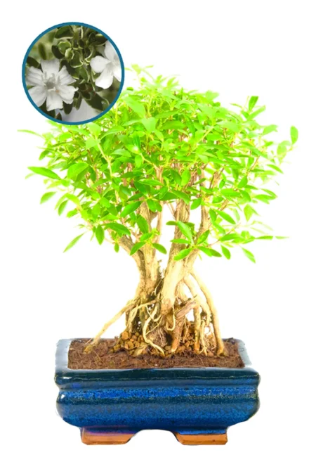 Flowering Tree of a Thousand Stars Indoor Bonsai Tree for Sale with Extremely Exposed Roots (Serissa foetida)