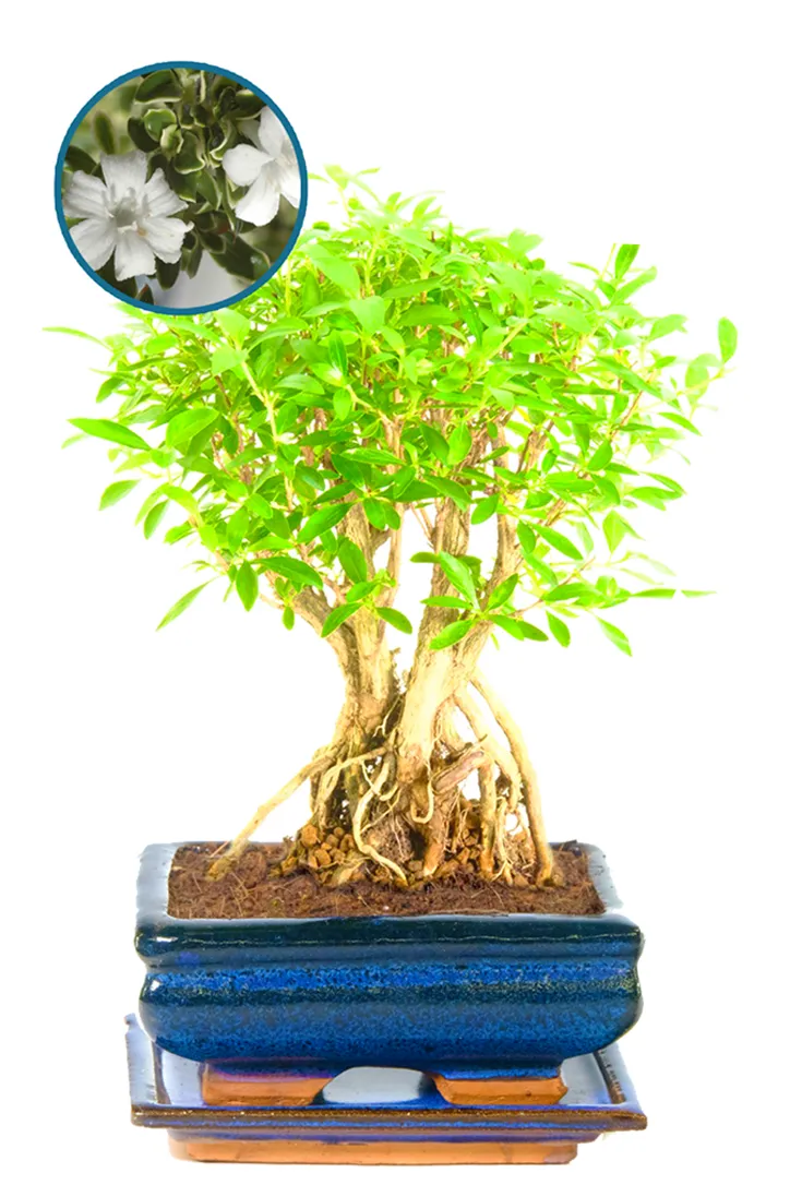 Flowering Tree of a Thousand Stars Indoor Bonsai Tree for Sale with Extremely Exposed Roots (Serissa foetida)