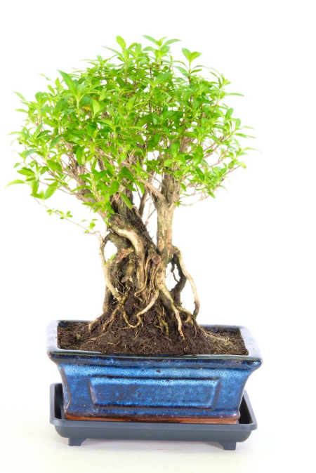 Flowering Tree of a Thousand Stars Indoor Bonsai Tree for Sale with Extremely Exposed Roots (Serissa foetida)