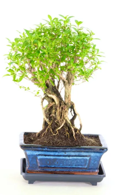 Flowering Tree of a Thousand Stars Indoor Bonsai Tree for Sale with Extremely Exposed Roots (Serissa foetida)
