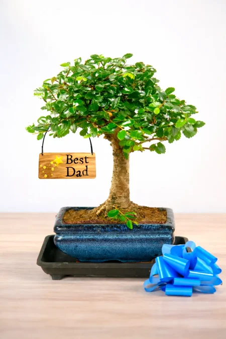 Father’s Day Woodland Tree Bonsai Gift
