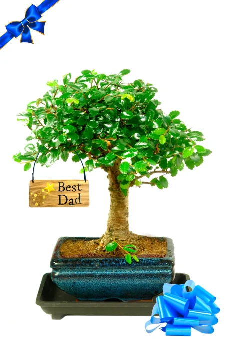 Exemplary Beginners Chinese Elm Starter bonsai - Makes a Fabulous Father's Day Gift