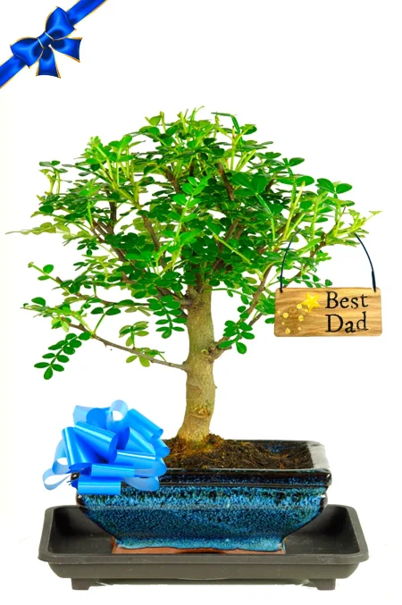 Aromatic Pepper Zesty Baby Indoor Bonsai - Father's Day Gift