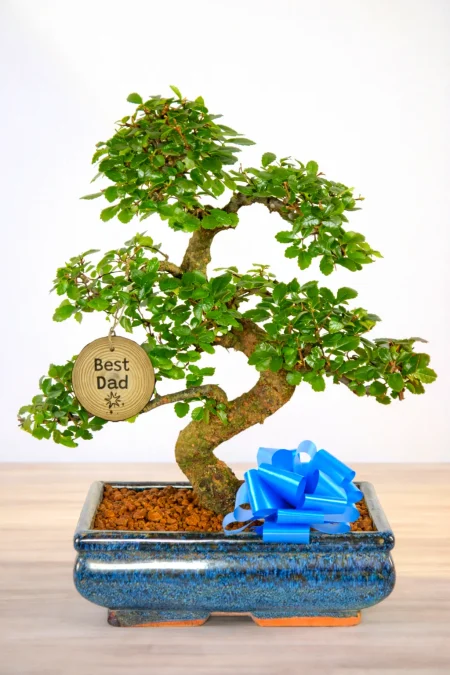 A Truly Unique Father’s Day Gift: 12-Year-Old Chinese Elm Bonsai